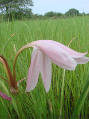 Crinum rautanenianum