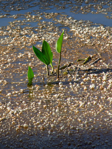 European water plantain (Alisma plantago-aquatica)