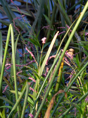 Persicaria decipiens