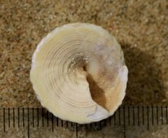 Coelotrochus viridis