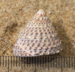 Coelotrochus viridis