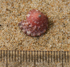 Coelotrochus viridis