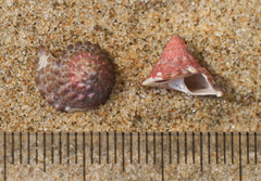 Coelotrochus viridis