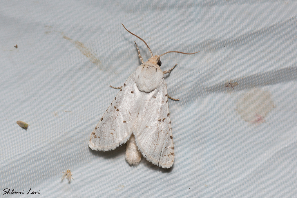 Holcocerus holosericeus