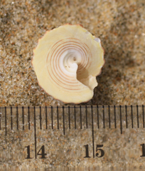 Coelotrochus viridis