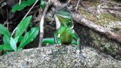 Physignathus cocincinus