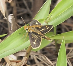 Taractrocera ardonia