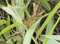 Taractrocera ardonia