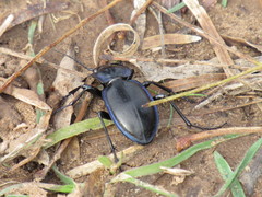 Tanaocarabus