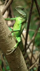 Physignathus cocincinus