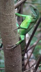 Physignathus cocincinus