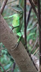 Physignathus cocincinus