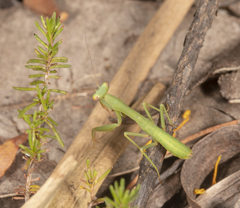 Trachymantis dentifrons