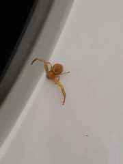 Thomisidae
