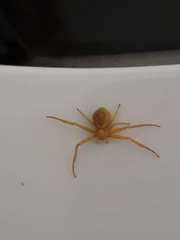 Thomisidae