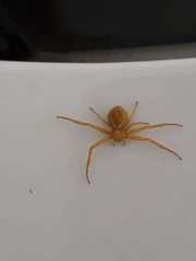 Thomisidae