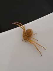 Thomisidae