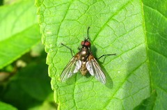 Macquartia grisea