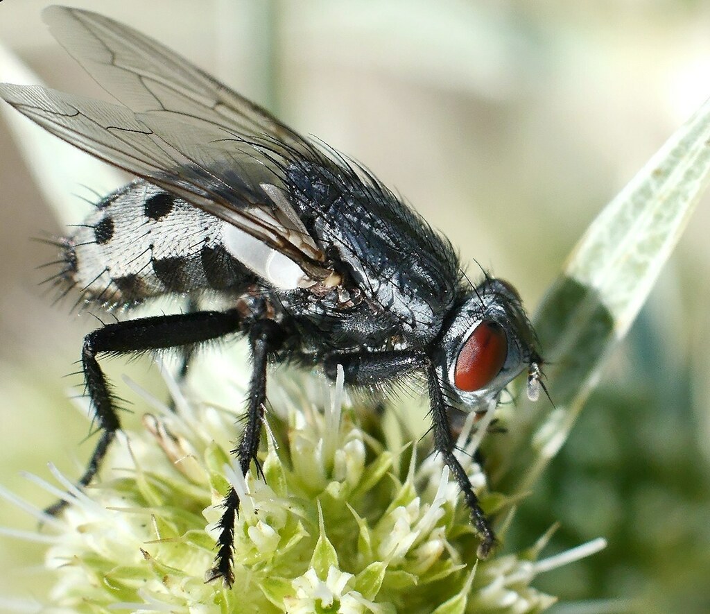 Wohlfahrtia magnifica