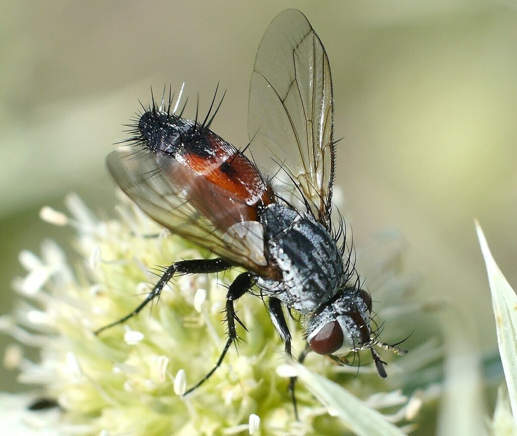 Aphria latifrons
