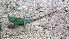 Physignathus cocincinus