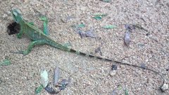 Physignathus cocincinus