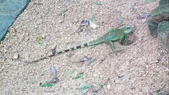 Physignathus cocincinus