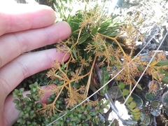 Aciphylla monroi