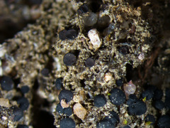 Bacidia bagliettoana