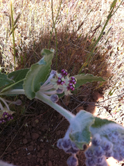 Asclepias californica