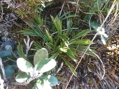 Aciphylla monroi