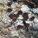 Bacidia polychroa - Photo (c) Jurga Motiejūnaitė, μερικά δικαιώματα διατηρούνται (CC BY-NC), uploaded by Jurga Motiejūnaitė