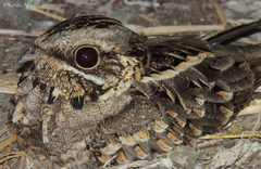 Caprimulgus asiaticus