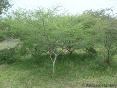 Vachellia arenaria