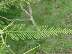 Vachellia arenaria