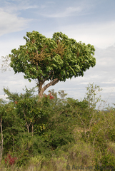 Cussonia angolensis