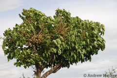Cussonia angolensis