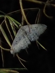 Scopula guancharia