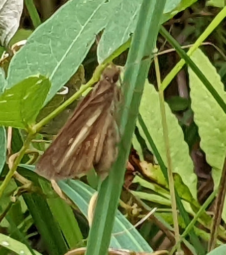 Broad-winged Skipper photo 4