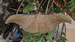 Antheraea roylei