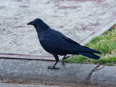 Corvus mellori