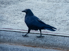 Corvus mellori
