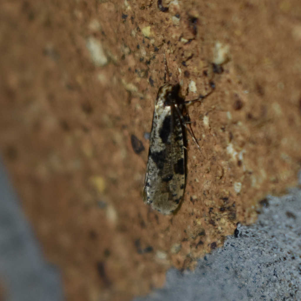 Morophagoides burkerella