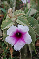 Ipomoea verbascoidea, photograph (c) Andrew Hankey, some rights reserved (CC BY-SA)