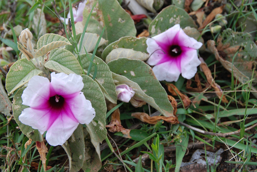 Ipomoea verbascoidea, photograph 2