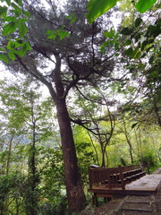 Pinus taiwanensis