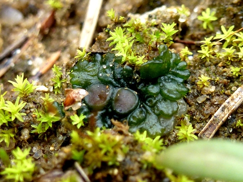 Jelly Lichen