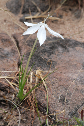 Lapeirousia odoratissima
