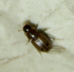 Aphodiini