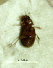 Aphodiini